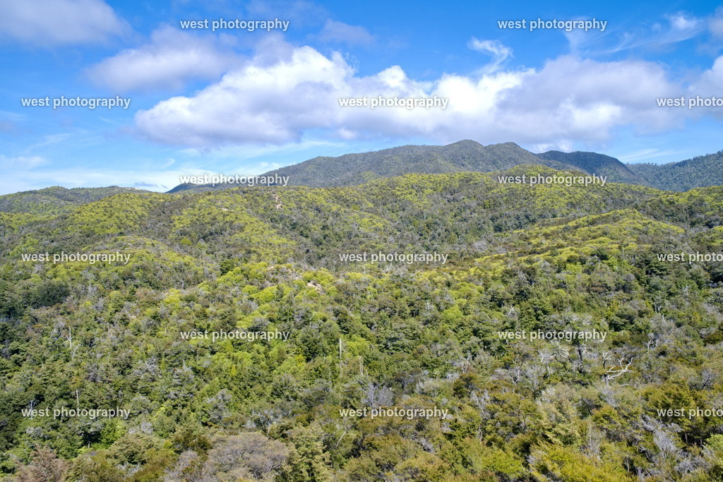 Abel Tasman Forest - NZL 2024 | west photography - Realisiert mit Pictrs.com