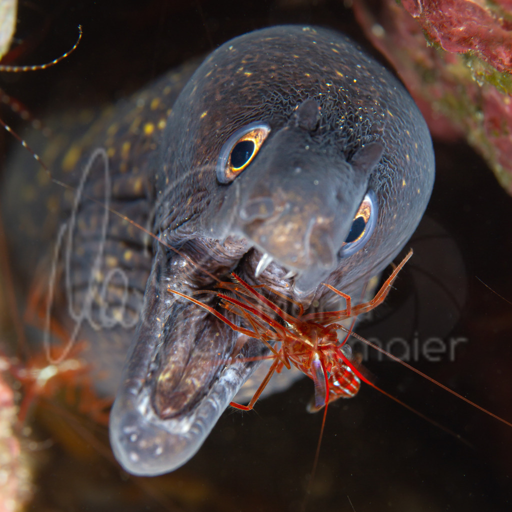 Muraena helena | Muräne / Cast: Morena, Ang: Moray eel - Realisiert mit Pictrs.com