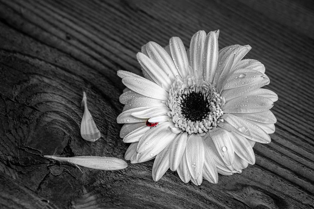 OQ0A1231 Kopie-DeNoiseAI-standard | Glückskäfer - Fotografie - Realisiert mit Pictrs.com