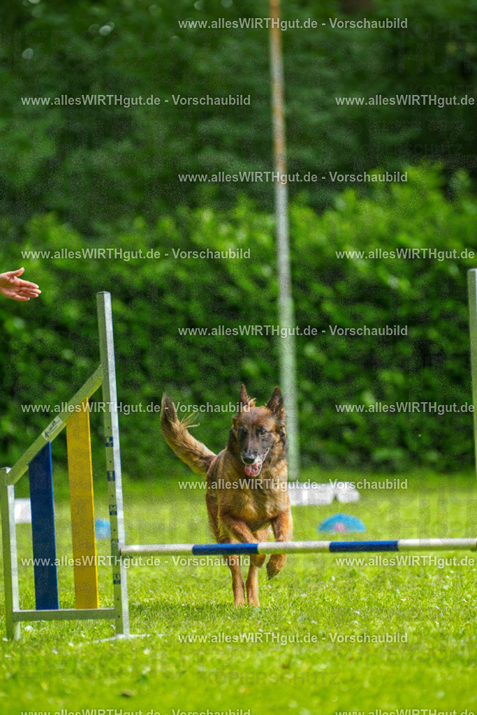 @allesWIRTHgut_Tierfotografie - www.allesWIRTHgut.de - 101856-7R508330 | Professionelle Tierfotografie in Mönchengladbach von Daniel Wirth (allesWIRTHgut). Liebevolle & natürliche Bilder von Hunden & Katzen für unvergessliche Erinnerungen.