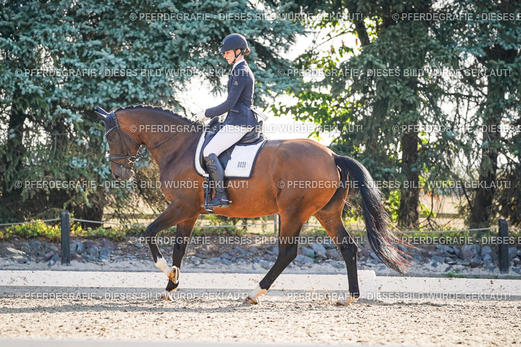 DSC08894 | Pferdegrafie