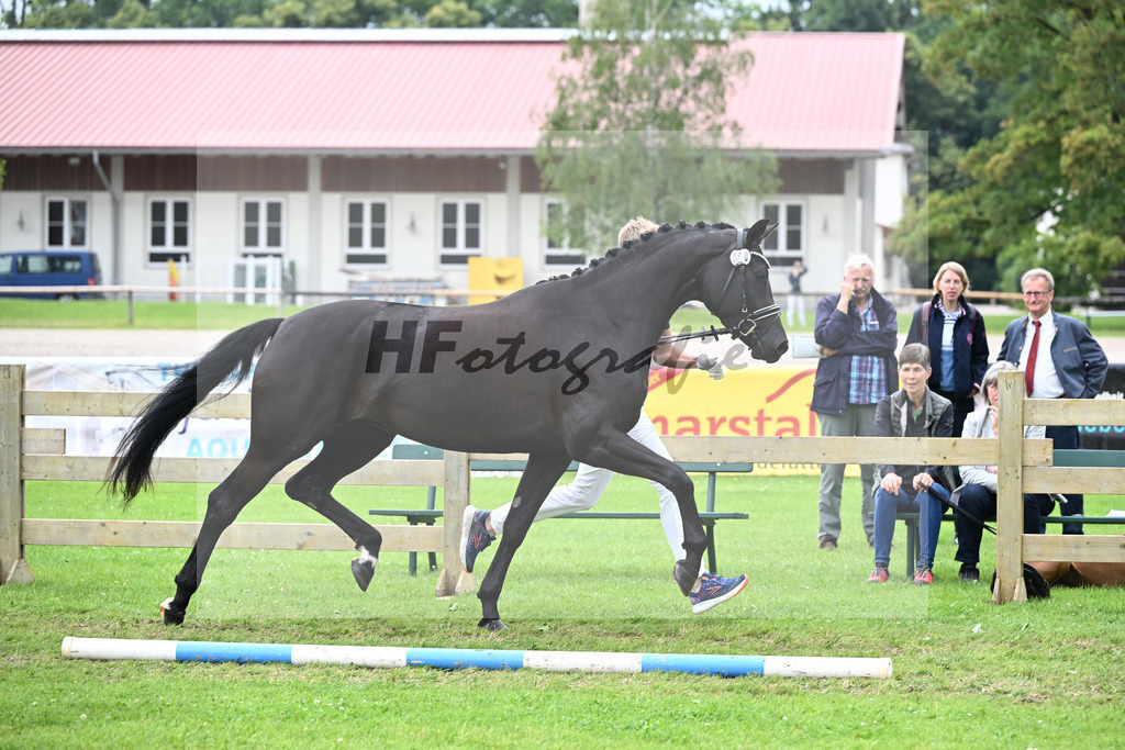 Kat-Nr. 30 Amore Musica v. Don Noblesse_Reglauer_23240621 | hf-fotografie - Realisiert mit Pictrs.com