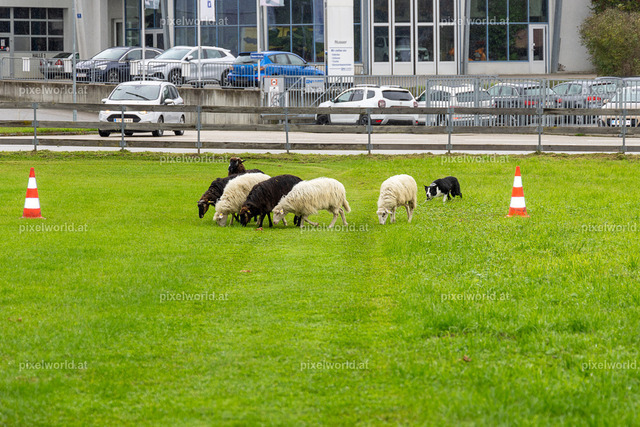 SchaZie-Tag Feldkirchen | Bildershop von pixelworld.at - Realisiert mit Pictrs.com