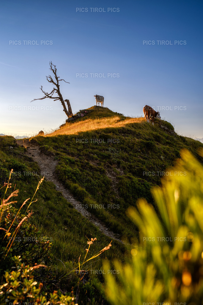 DSC_0469-Verbessert-RR-Bearbeitet | Tirolpics