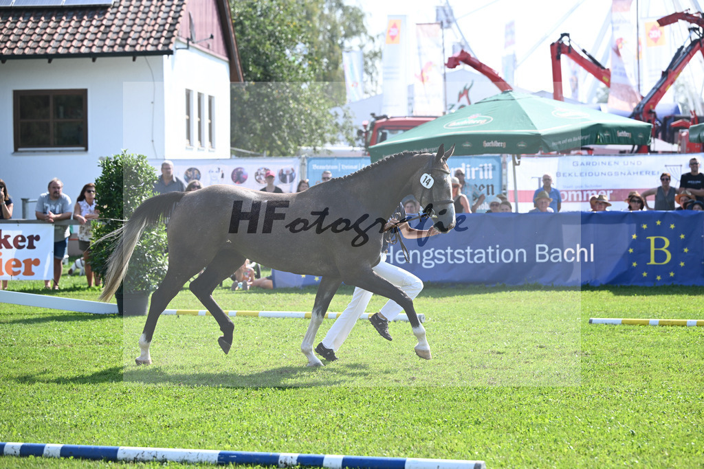 Kat-Nr. 14 nn v. Manchester vant Paradijs_Schreder_34240326 | hf-fotografie - Realisiert mit Pictrs.com