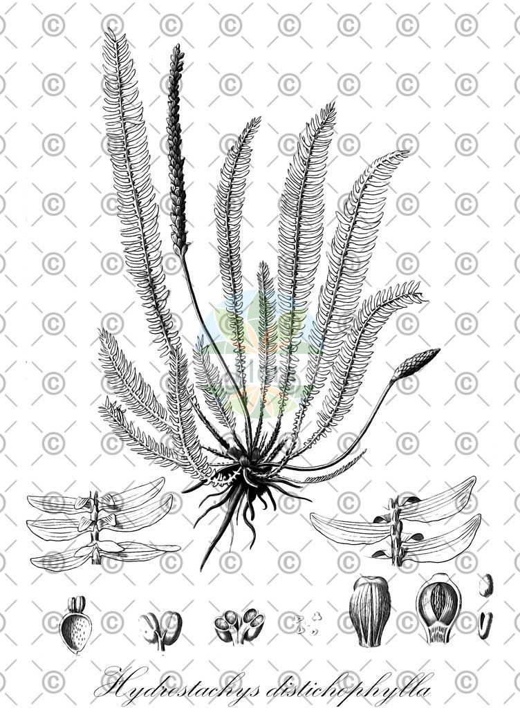 HistAbb_7P6LQ_1_ENZY_Simple | Historische Abbildung von Hydrostachys distichophylla - Hydrostachyaceae | Historical Illustration of Hydrostachys distichophylla - Hydrostachyaceae