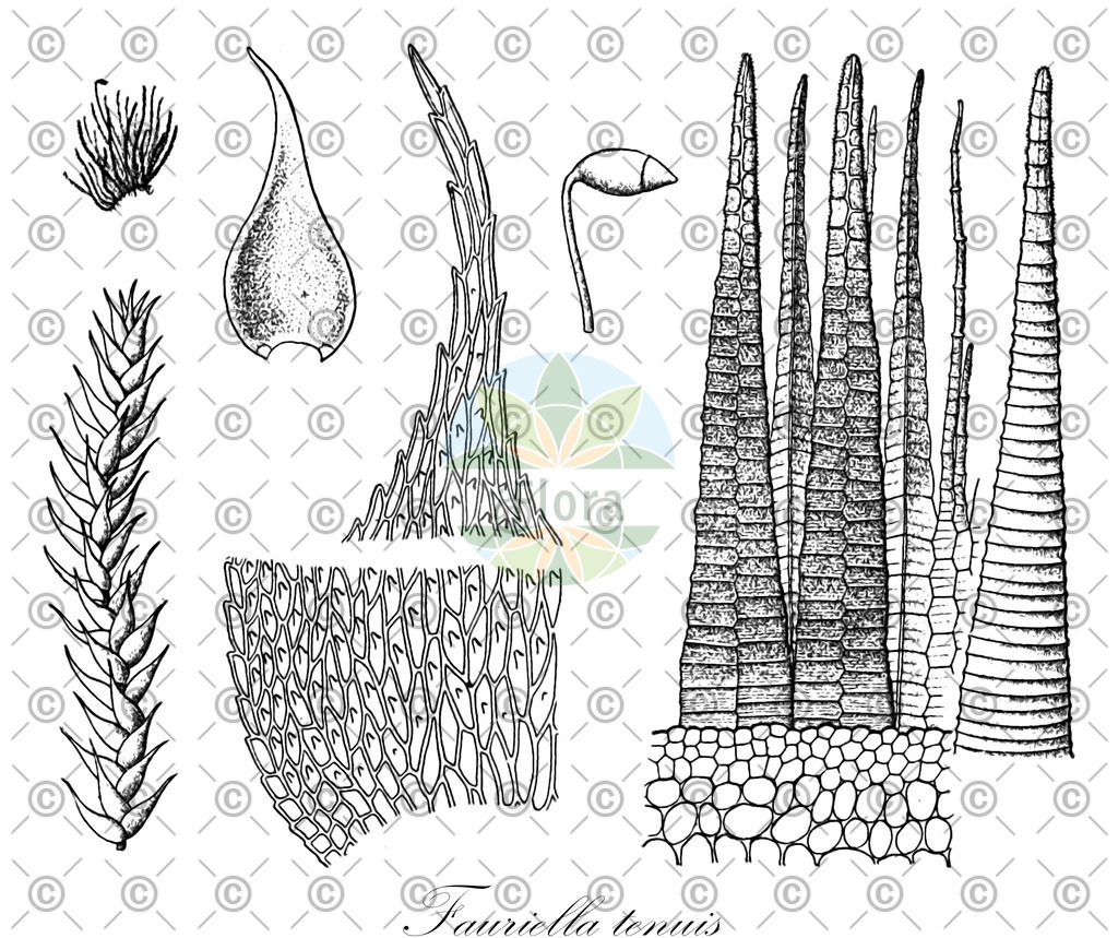 HistAbb_wfo-0000832054_1_ENZY_Simple | Historische Abbildung von Fauriella tenuis - Thuidiaceae | Historical Illustration of Fauriella tenuis - Thuidiaceae