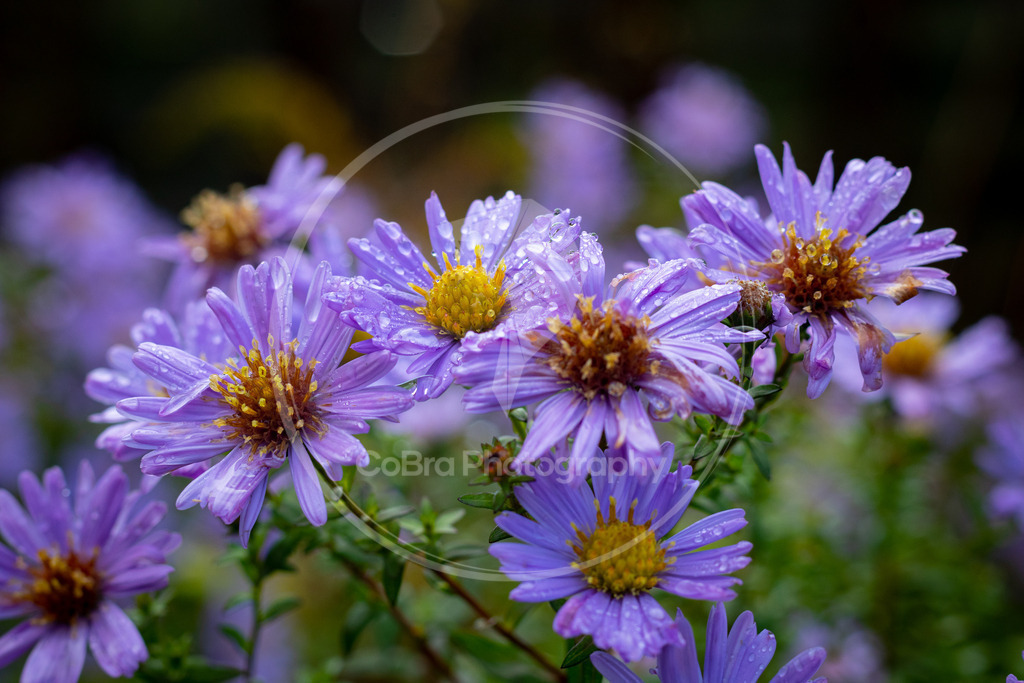 Neubelgische Aster nach Regenguss 2 | CoBra Photography - Realisiert mit Pictrs.com