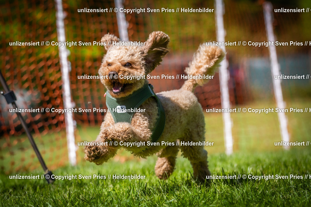 Hunderennen_April_2026_661 | 2026-04-26 - Hunderennen Baden-Oos April 2026 - Realisiert mit Pictrs.com