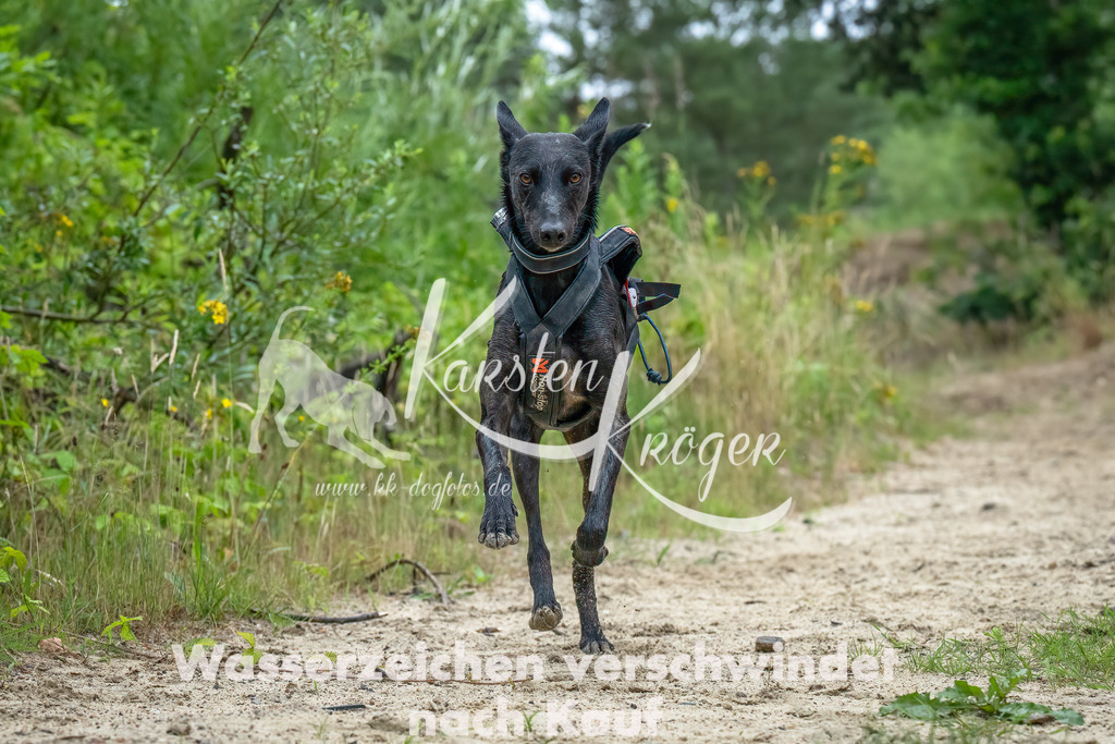 1216_ZZ91822-Bearbeitet | kk-dogfotos
