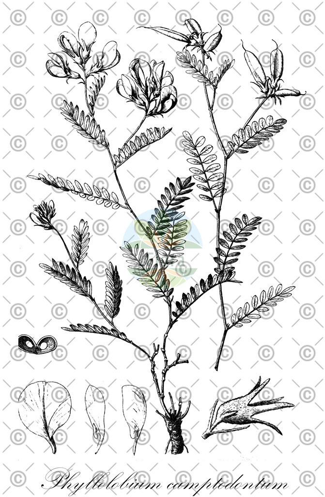 HistAbb_6PQF_1_ENZY_Simple | Historische Abbildung von Phyllolobium camptodontum - Fabaceae | Historical Illustration of Phyllolobium camptodontum - Fabaceae
