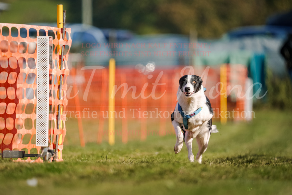 20250928_Hunderennen-131 | MuT (Mensch und Tier) mit Mona - Fotografie und Tierkommunikation - Realisiert mit Pictrs.com