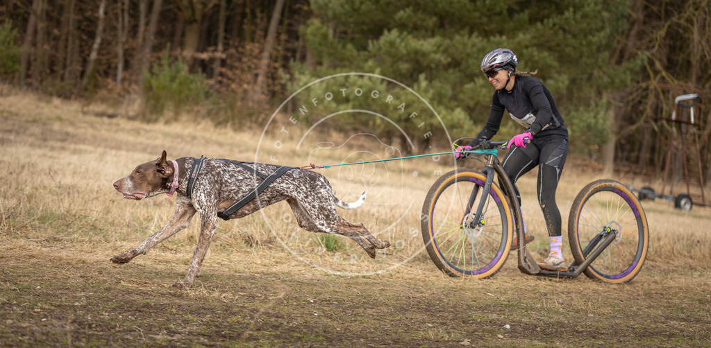 DV3A4636 | Hundefotografie, Tierfotograf, Pfotenfotografie, Fotoshooting Hund, Hunde Portrait, Hundesport, Hundeportraits, Heideshooting, Hunde, Sportfotograf, Hundefotograf, Turnierhundsport, THS,  - Realisiert mit Pictrs.com