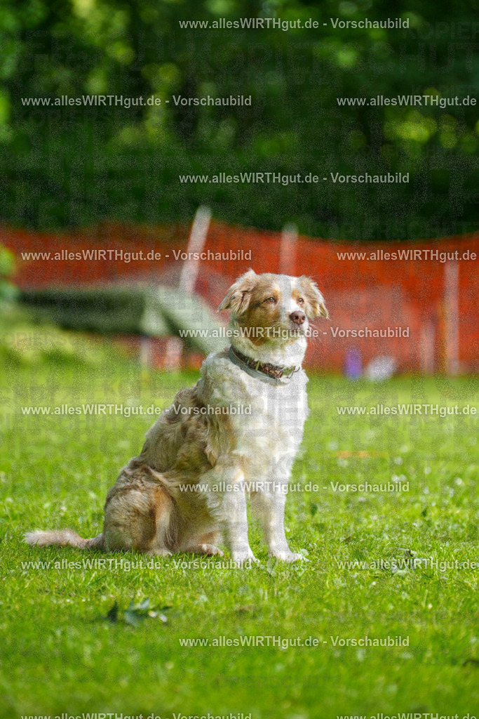 @allesWIRTHgut_Tierfotografie - www.allesWIRTHgut.de - 095945-7R507920 | Professionelle Tierfotografie in Mönchengladbach von Daniel Wirth (allesWIRTHgut). Liebevolle & natürliche Bilder von Hunden & Katzen für unvergessliche Erinnerungen.