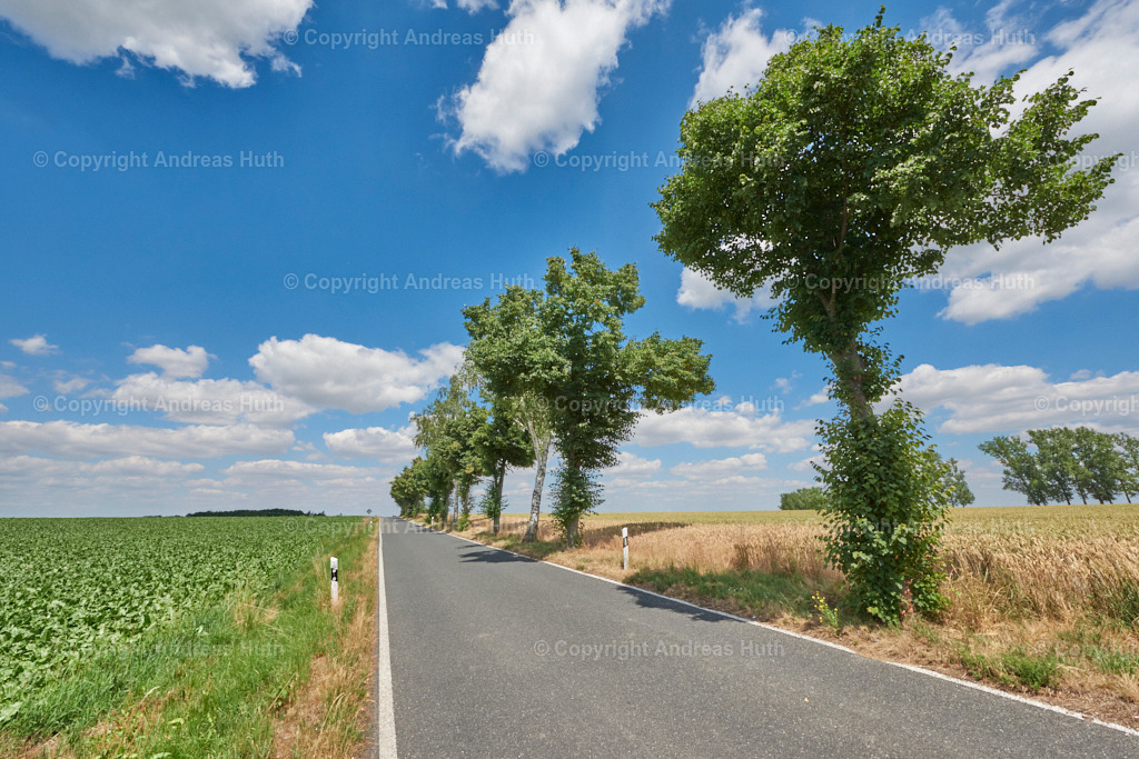 Alleebäume südlich von Birmenitz 01 | Bedeutsame Landschaften Deutschlands - Realisiert mit Pictrs.com