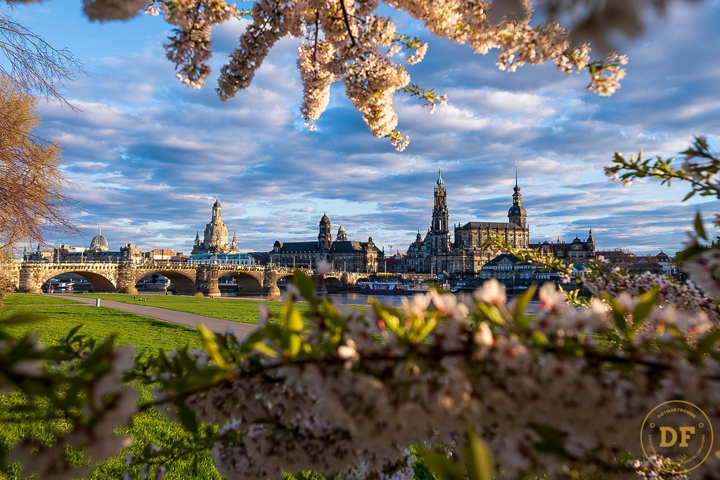 9321-Top-Baum-Canalettoview-L | Geschenke, Wandbilder und Accessoires mit Motiven aus Dresden und anderen schönen Orten zur Verschönerung Deines zu Hauses und zum verschenken gewünscht? Wähle Deine Lieblingsbild auf dem Produkt Deiner Wahl. 