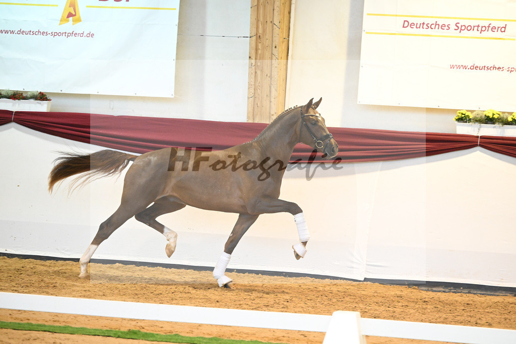 Kat-Nr. 58 v. Vivino_Gestuet Greim_66222324 | hf-fotografie - Realisiert mit Pictrs.com
