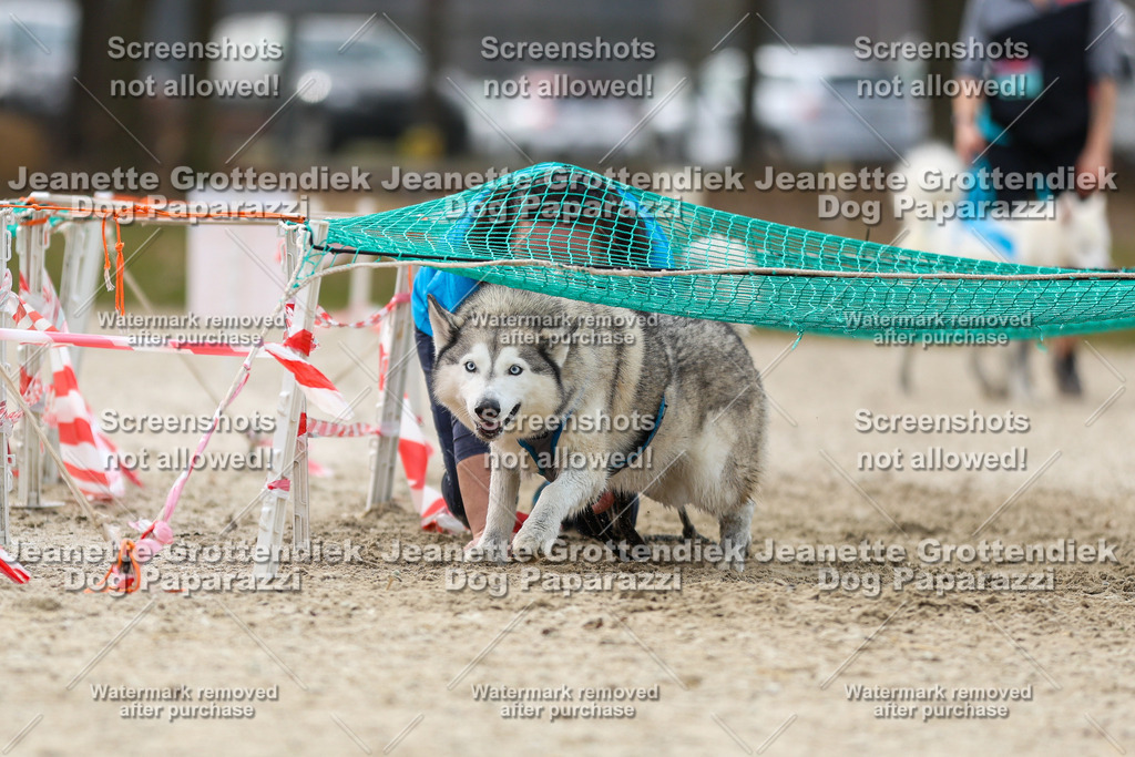 Dog Paparazzi - Strongdog North Mrz26-5676 | Dog Paparazzi Jeanette Grottendiek Fotografie & Videografie - Realisiert mit Pictrs.com
