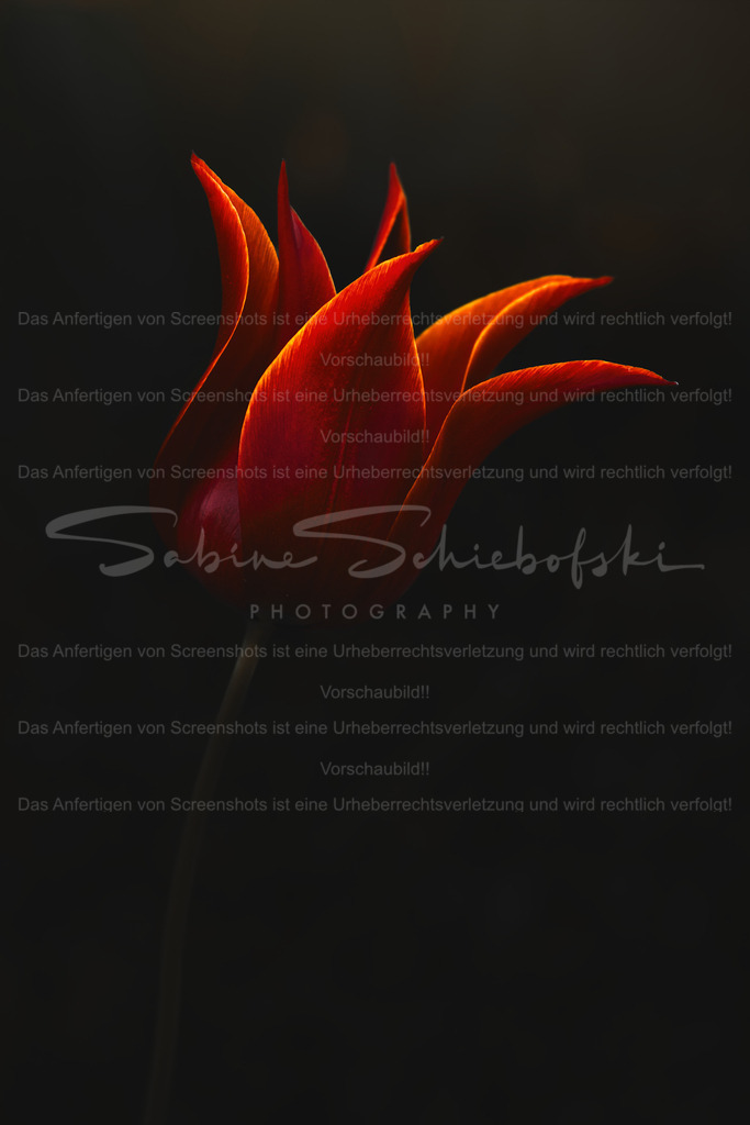 Flammende Eleganz | People- und Tierfotografie, Imageaufnahmen, Veranstaltungsfotografie und Wandbilder aus der Natur ★ Made in Germany ✔️ Druck + Downloads ✔️ Naturfotografie in Top Qualität ★ schneller Versand, weltweite Lieferung! - Realized with Pictrs.com