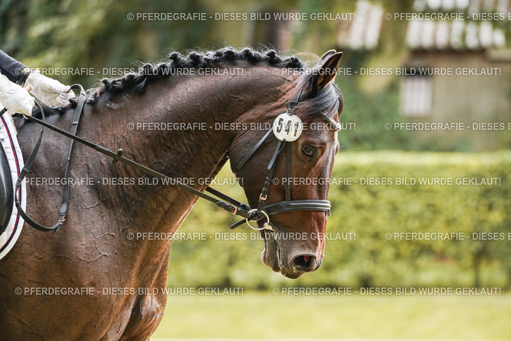 DSC00122 | Pferdegrafie