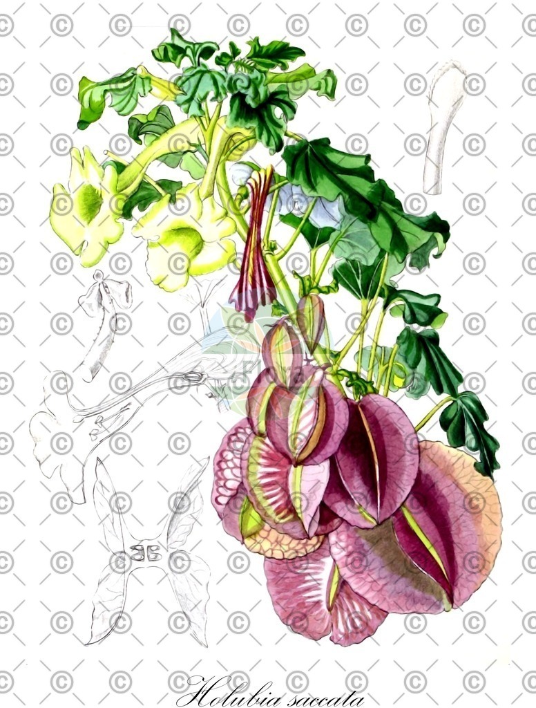 HistAbb_wfo-0001194407_1_ENZY_Simple | Historische Abbildung von Holubia saccata - Pedaliaceae | Historical Illustration of Holubia saccata - Pedaliaceae