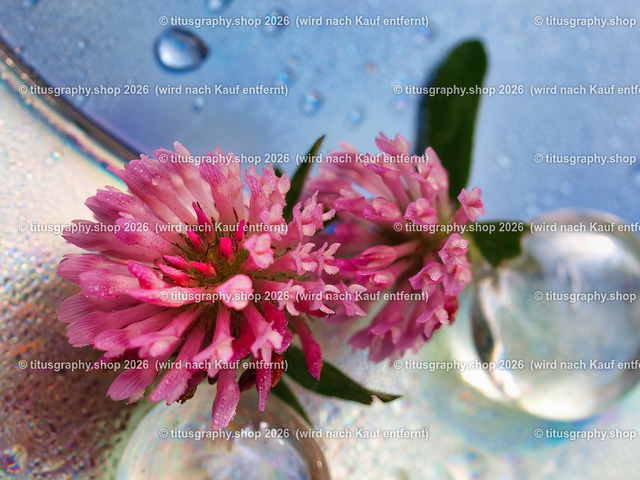 titusgraphy_PA229612-vz-ln | titusgraphy-shop: Geschenkideen mit Qualitätsfotos. titusgraphy-shop: gift ideas with quality photos. titusgraphy-shop: idées cadeaux avec photos de qualité.  - Realisiert mit Pictrs.com