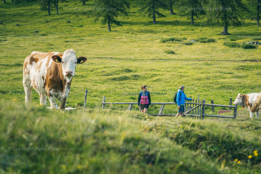 Wandern_Karnische_Milchstrasse_2020-80 | piet_flosse