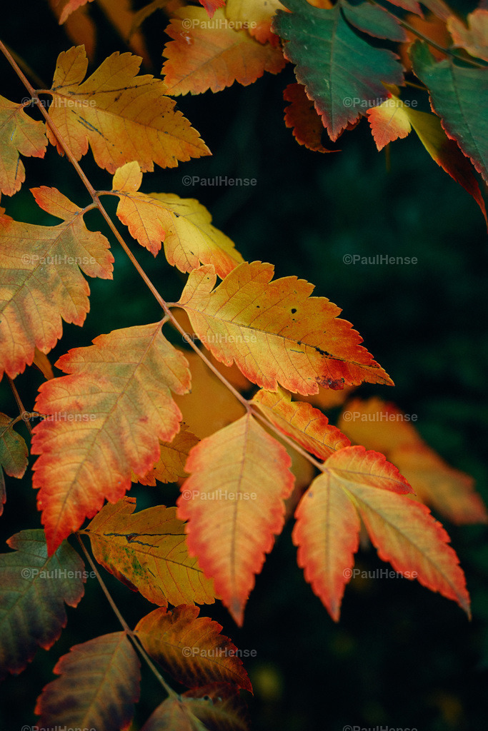 20221020_PaulHense_S0043_DSC00126 | paulhense - Realisiert mit Pictrs.com