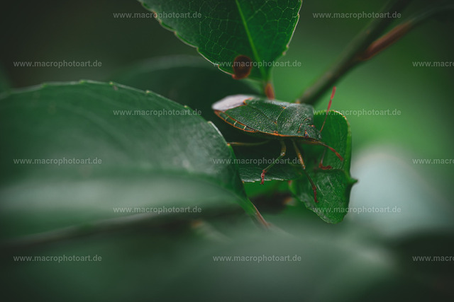 Wanze | Eine Wanze tarnt sich perfekt im Laub - Realisiert mit Pictrs.com