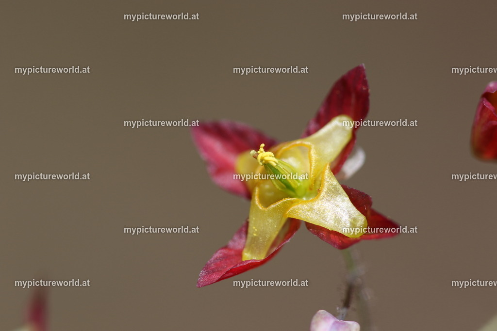 Alpen-Sockenblume-006 | Das Bilderarchiv über Tiere, Planzen und Landschaften. In der Bilddatenbank finden Sie ein große Auswahl an hochwertigen Bilder für Ihre Werbung - Realized with Pictrs.com