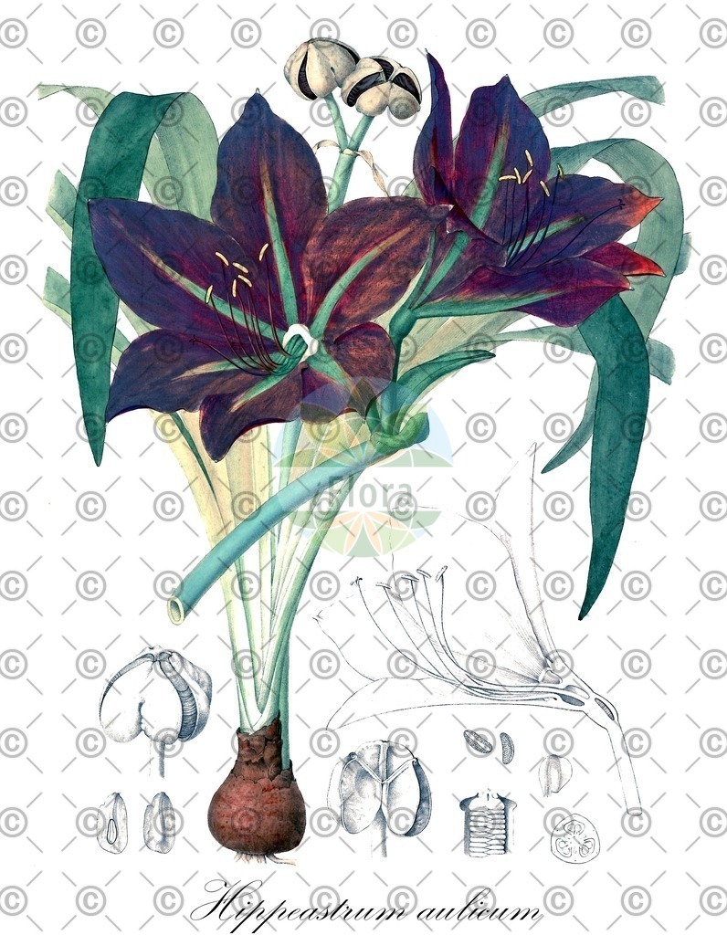HistAbb_wfo-0000127487_1_ENZY_Simple | Historische Abbildung von Hippeastrum aulicum - Amaryllidaceae | Historical Illustration of Hippeastrum aulicum - Amaryllidaceae