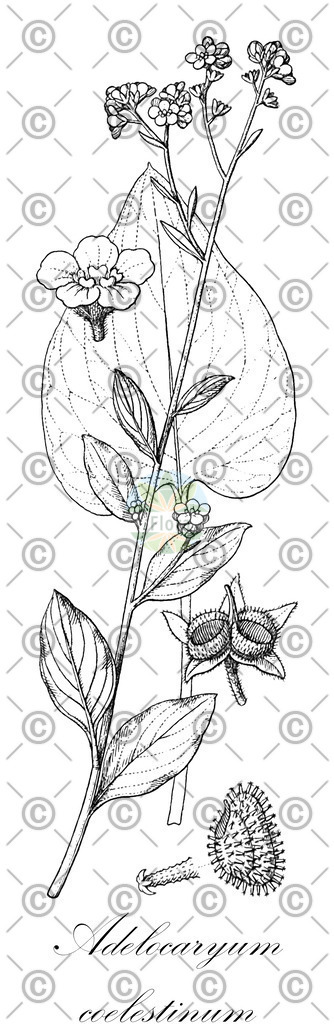HistAbb_wfo-0000519707_2_ENZY_Simple | Historische Abbildung von Adelocaryum coelestinum - Boraginaceae | Historical Illustration of Adelocaryum coelestinum - Boraginaceae