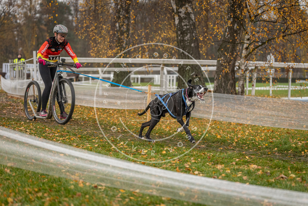 CaniXpix_DV3A8213 | Hundefotografie, Tierfotograf, Pfotenfotografie, Fotoshooting Hund, Hunde Portrait, Hundesport, Hundeportraits, Heideshooting, Hunde, Sportfotograf, Hundefotograf, Turnierhundsport, THS,  - Realisiert mit Pictrs.com