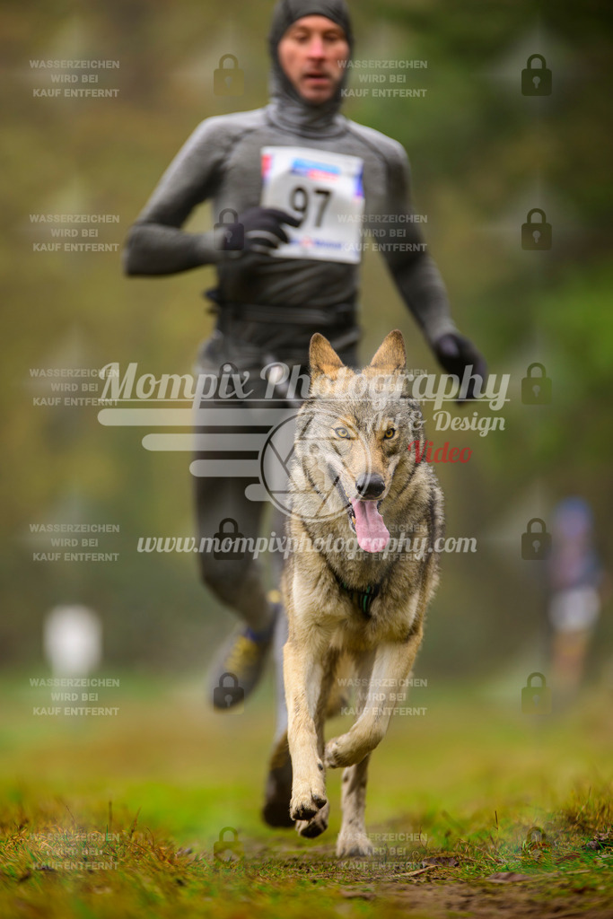 MompixPhotography_Bischwiller2025_Canicross-158 | mompixphotography