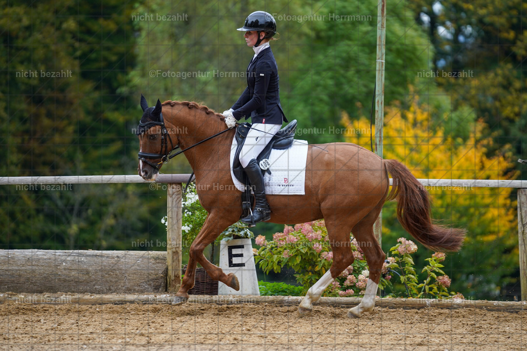 20221008-FAH01642 | Diessen am Ammersee, 2022, Dressur- und Springturnier, Reitsportbilder, Turnierfotografen Bayern, Pferdefotografen, Fotoagentur Herrmann, Turnierbilder