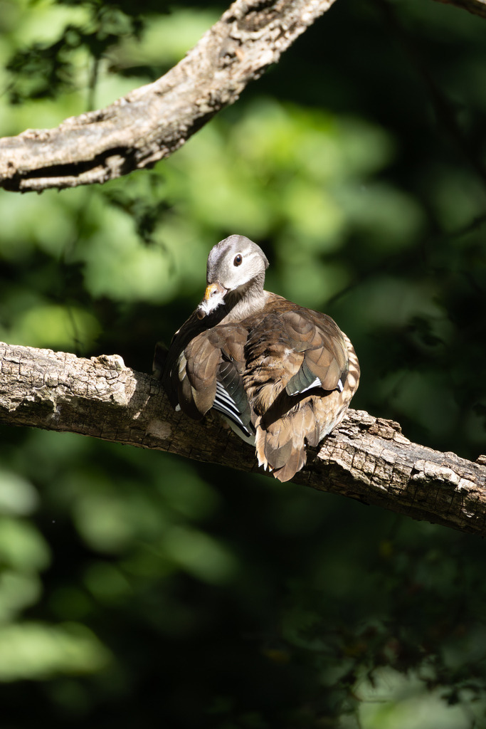 Die Mandarinente | Die Mandarinente ist eine Art aus der Familie der Entenvögel, die ursprünglich in Ostasien beheimatet ist. Ihr natürliches Verbreitungsgebiet erstreckt sich über Teile Nordostchinas, das Amurgebiet und Japan.
In Europa ist die Mandarinente keine einheimische Art. Sie wurde bereits im 18. Jahrhundert als Ziervogel eingeführt und primär in Parkanlagen gehalten. Die heute in vielen europäischen Ländern, darunter Großbritannien, Deutschland und den Niederlanden, freilebenden Populationen gehen auf entflogene Vögel aus Gefangenschaftshaltung zurück. Diese als Neozoen bezeichneten Populationen haben sich erfolgreich etabliert und sind aufgrund ihrer Kälteunempfindlichkeit und Ortstreue vielerorts ganzjährig zu beobachten. - Realisiert mit Pictrs.com