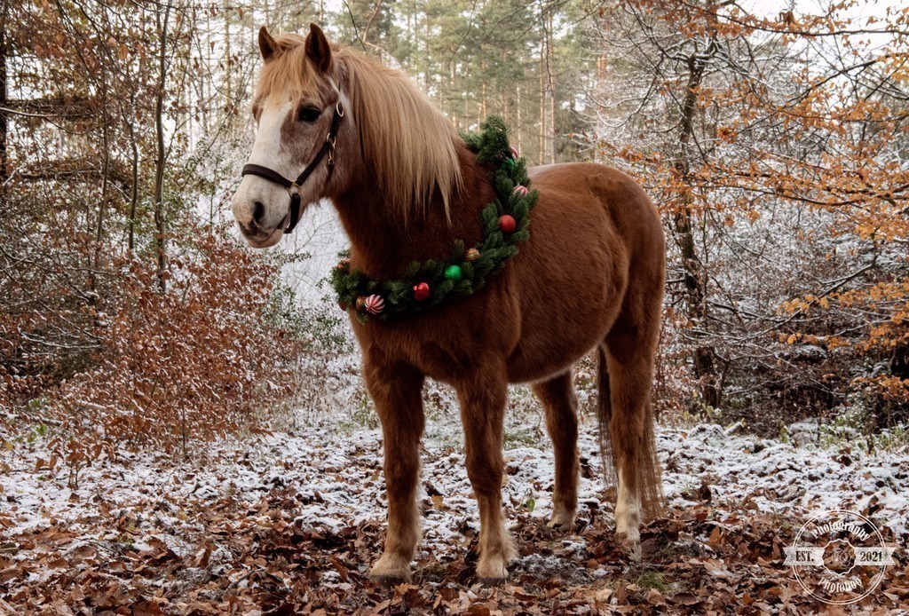 Lieblingsbilder_Photoboo_42 | Pferde- und Hundefotografie in Köln und Umgebung von Vanessza Csuka - Realisiert mit Pictrs.com