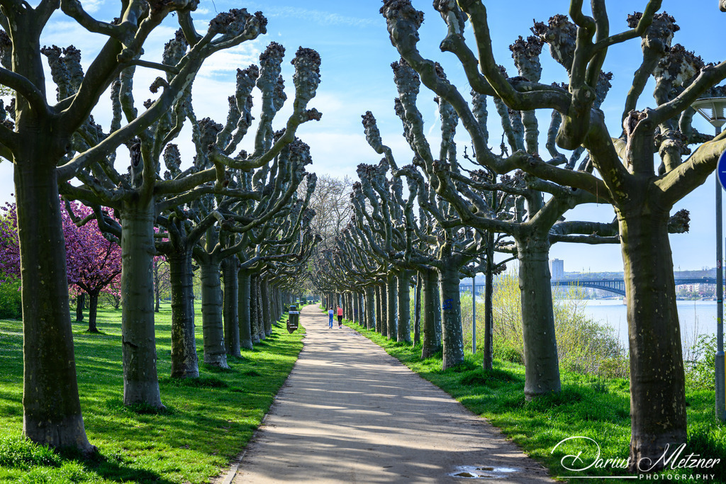 Mainz-Kastel | Mainz-Kastel