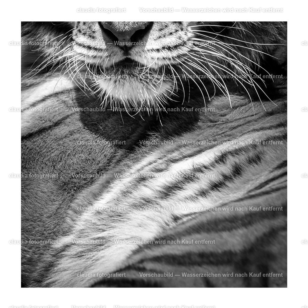 Tiger_bw_Zoo_zh | 11.05.2022; Inland; Zuerich - Zoo Zuerich;
Amurtiger ganz nah. Er ist die groesste und zugleich die am noerdlichsten verbreitete Unterart.
(Claudia Minder/claudia-fotografiert)
