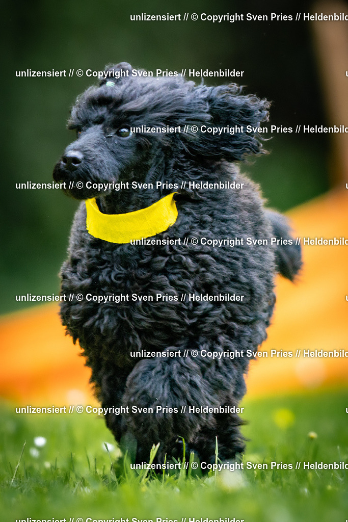 Sven Pries | 2026-05-14 - Hunderennen KA Durlach Vatertag 2026 - Realisiert mit Pictrs.com