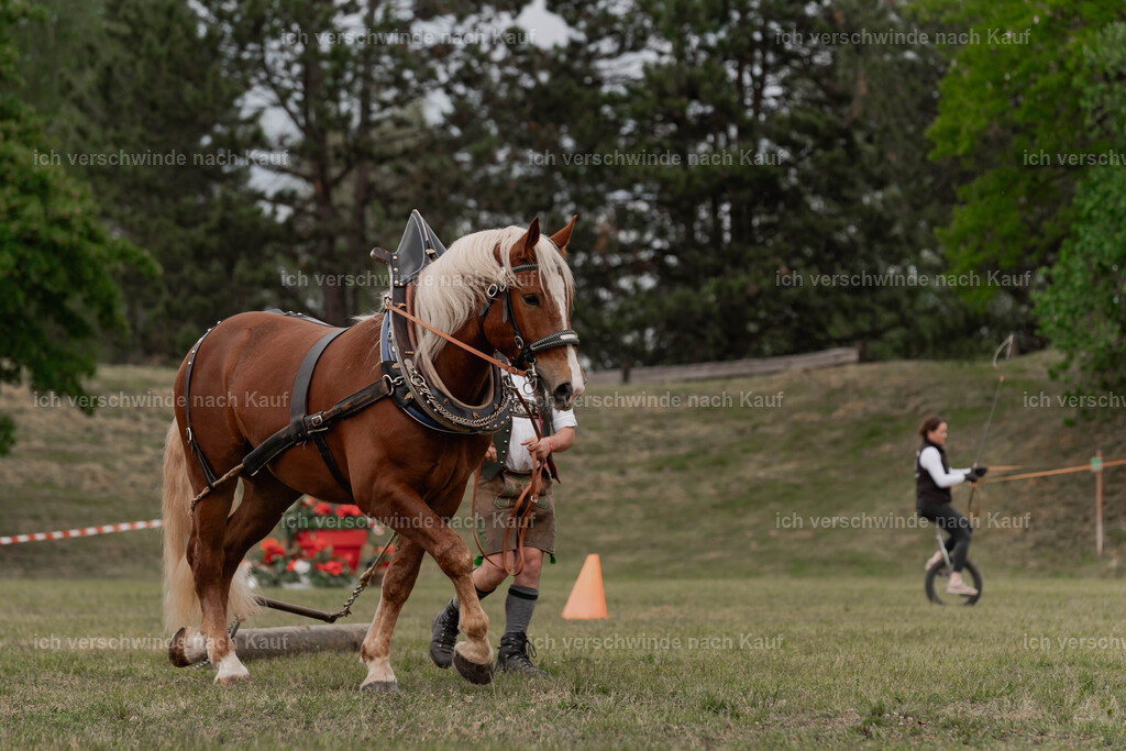 Showprogramm-362 | working equitationturnier fotograf videograf stoibphotography marixx film working equitation deutschland reitsport turnierfotografie eventfotografie equestrian events
