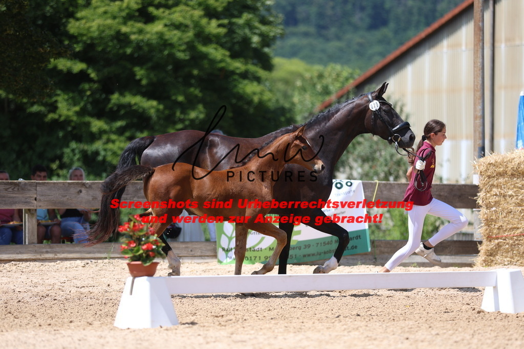 Fohlenschau_Schwäbisch_Hall_springbetonte_Fohlen_KN 25_2 | lmwpictures - Realisiert mit Pictrs.com