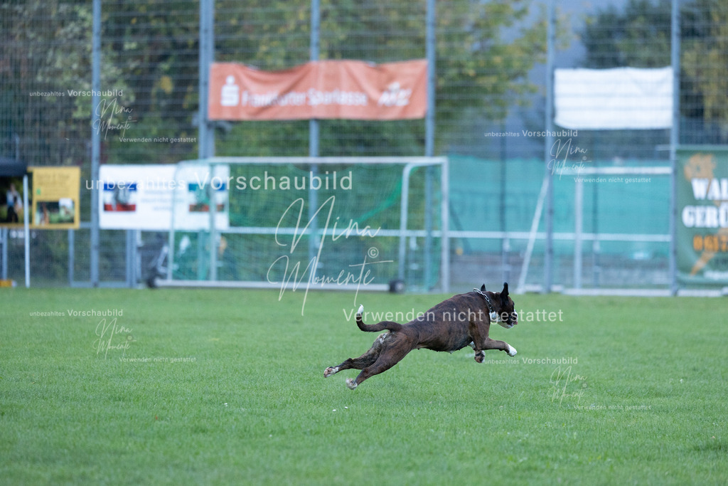 _16A4569 | Einzigartige Fotos von Hunden & Menschen –Actionfotos, Portraits, Vereinsaufnahmen & Paarshootings – authentisch, lebendig & mit Herz.