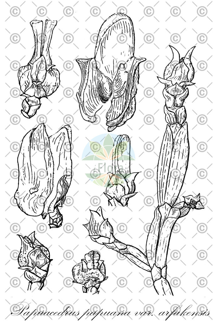 HistAbb_wfo-0000193473_1_ENZY_Simple | Historische Abbildung von Papuacedrus papuana var. arfakensis - Cupressaceae | Historical Illustration of Papuacedrus papuana var. arfakensis - Cupressaceae