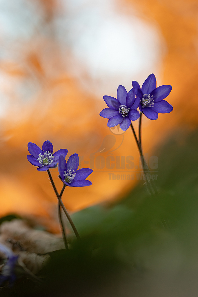 R6NF0082_20250316 | Das Leberblümchen (Hepatica nobilis) ist ein typischer Frühlingbote. Im März, wenn Brauntöne noch das Bild des Waldes beherrschen, sind die zarten blauvioletten Blüten am Waldboden das erste Zeichen des einsetzenden Frühlings. Die hübschen Pflanzen nutzen die Zeit, bevor die Blätter der Bäume austreiben und ihnen das Licht rauben. Die Lebensdauer der Blüten beträgt etwa acht Tage. Mitte April ist ihre Blütezeit bereits abgeschlossen. - Realisiert mit Pictrs.com