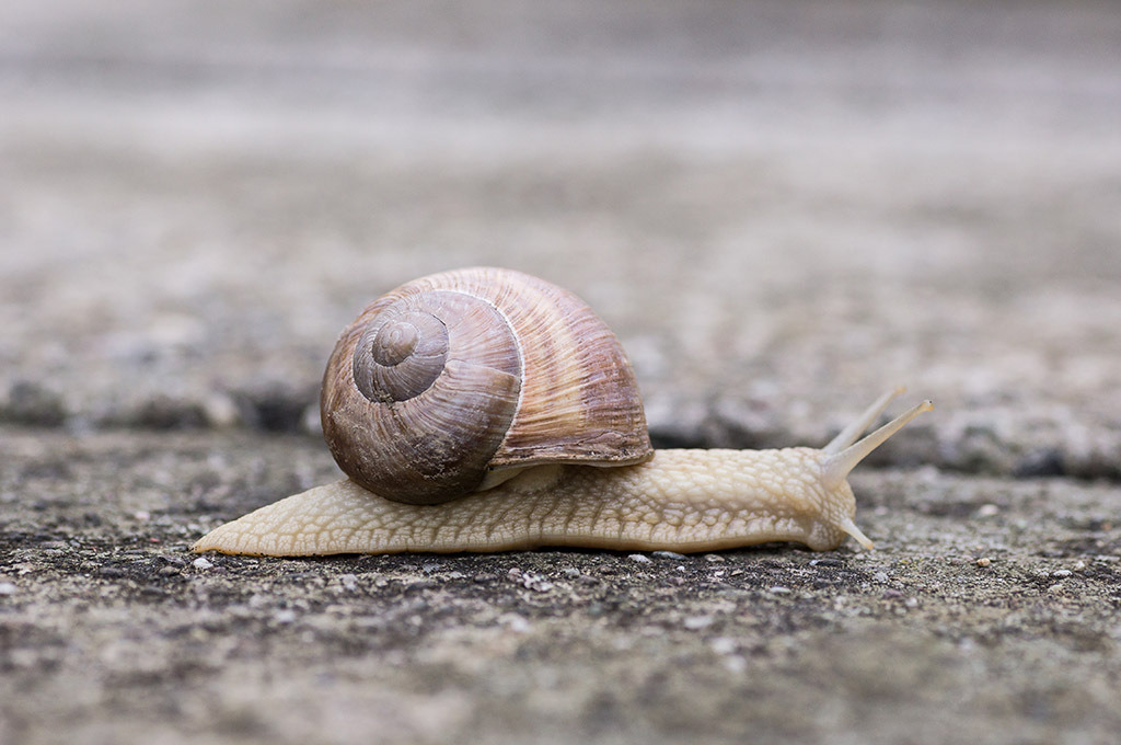 Weinbergschnecke | Fotos mit schönen Motiven aus der Region Basel. - Realisiert mit Pictrs.com