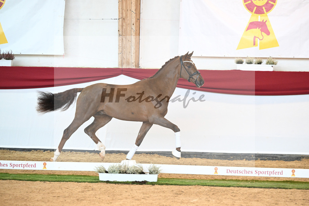 Kat-Nr. 53 Va Bene x Vitalis_Winklmaier_47241789 | hf-fotografie - Realizzato con Pictrs.com