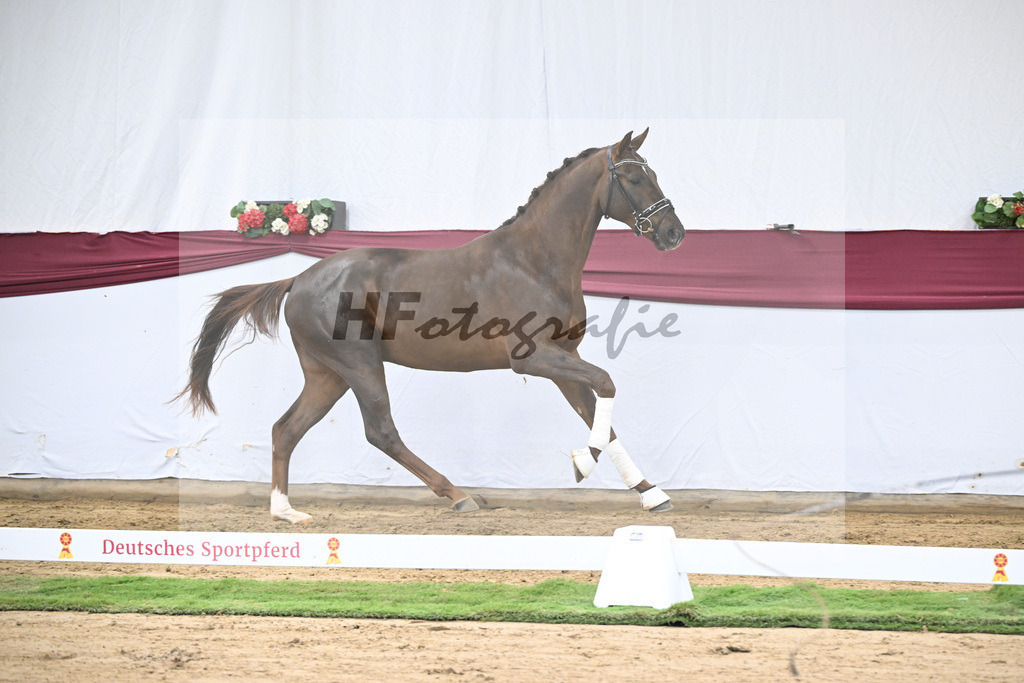 Kat-Nr. 32 Va Bene x Delatio_Simonne Spaeth_47251101 | hf-fotografie - Realisiert mit Pictrs.com