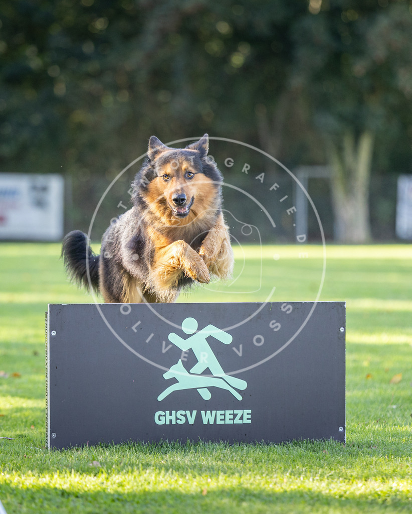 Pfotenfotografie.de_DV3A3575 | Hundefotografie, Tierfotograf, Pfotenfotografie, Fotoshooting Hund, Hunde Portrait, Hundesport, Hundeportraits, Heideshooting, Hunde, Sportfotograf, Hundefotograf, Turnierhundsport, THS, canicross - Realisiert mit Pictrs.com