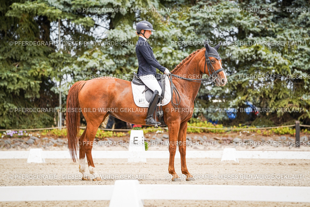 DSC04712 | Pferdegrafie